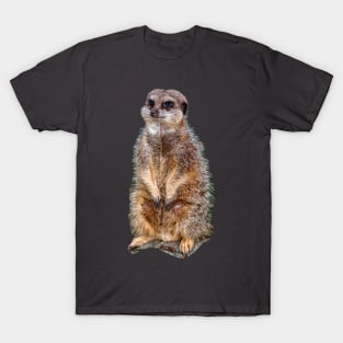 Meerkat on watch T-Shirt